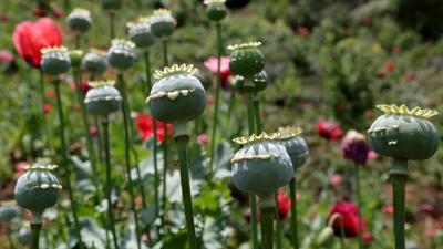 درخواست نماینده خرم آباد برای تولید قانونی تریاک