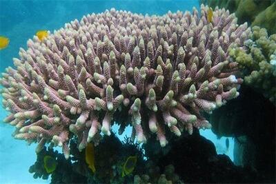 نتایج مطلوب احیای زیستگاه مرجان‌های جزایر خارگ