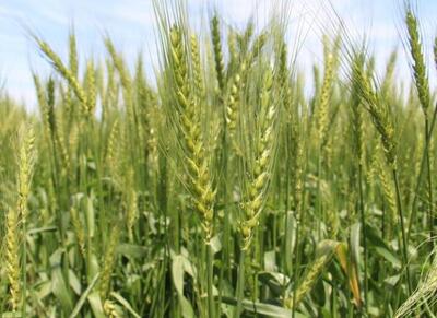 اما و اگرهای خرید گندم از اصلاح قیمت تا خرید کیفی - اکونیوز