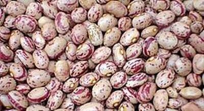 وزیر کشاورزی: روزهای آخر گرانی لوبیا چیتی است