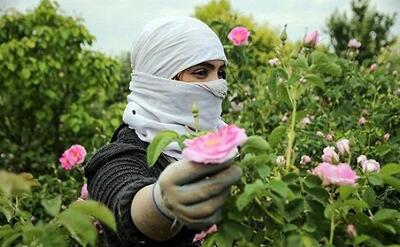 پیش‌بینی برداشت ۴۲ تُن گل محمدی از گلستان‌های اسدآباد
