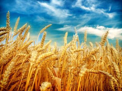 بازنگری در قیمت گندم کلید می‌خورد