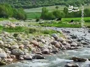 ویدئویی از طبیعت بکر و زیبای دره اسپر
