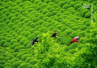 تصویری از برداشت برگ سبز چای از باغات املش