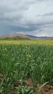 تفسیر فال حافظ 24 اردیبهشت + فیلم