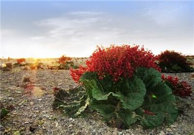 زیبایی خارق العاده دشت ریواس شهر بابک کرمان + فیلم - سبک ایده آل