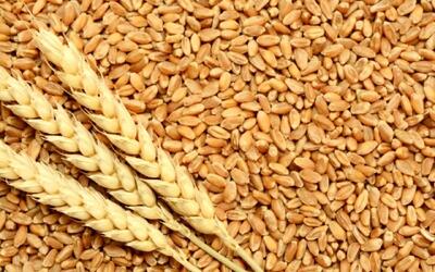 بازنگری در قیمت گندم
