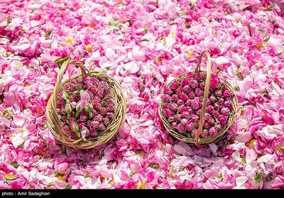 موسم گلاب‌گیری در بروجرد- فیلم فیلم استان تسنیم | Tasnim