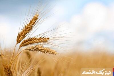 ضرورت اصلاح قیمت خرید تضمینی گندم