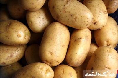 قیمت سیب زمینی به یک‌سال قبل برنمی‌گردد