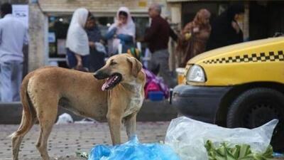 جمع‌آوری سگ‌های ولگرد پایتخت با استفاده از ۱۲ تیم