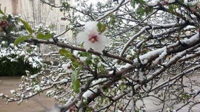 سرمازدگی ۱۶۲۰ میلیارد ریال به باغداران ساوه خسارت وارد کرد