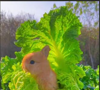 کاهو خوردن بامزه ی یک خرگوش