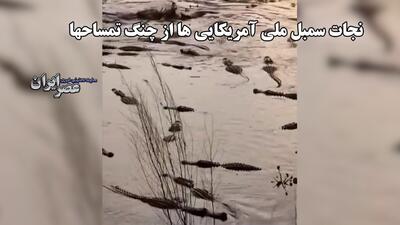مردی شجاع برای نجات عقاب سرسفید به دریاچه‌ای پر از تمساح شیرجه زد