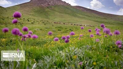 چرا جای «روز ملی مرتع و مرتع‌داری» در تقویم کشور خالی است؟