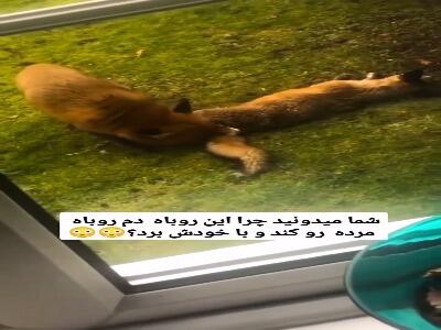 بریدنِ دم روباه مُرده توسط دوستش