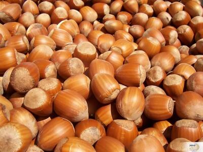 مصرف روزانه ۵ عدد از این مغز فشار خون را تنظیم می‌کند