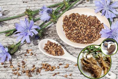خواص درمانی و نحوه کشت گیاه کاسنی + عکس گیاه کاسنی