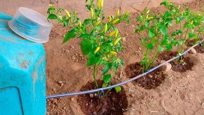 آبیاری گیاهان را متوقف کنید / روش ساخت آبیاری قطره ای خانگی و اتوماتیک