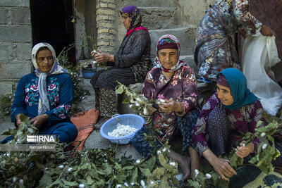 گلستان؛ قلب تپنده نوغانداری، برداشت ۳۰۰ تُن پیله‌تر ابریشم در راه است