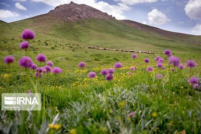 چرا جای «روز ملی مرتع و مرتع‌داری» در تقویم رسمی خالی است؟