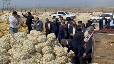 بررسی مشکلات پیازکاران جنوب کرمان توسط رئیس کمیسیون کشاورزی مجلس / بازدید میدانی از تپه های پیاز!
