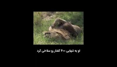 اسکارفیس (صورت زحمی) شیری که با دستان خودش 400 کفتار رو کشت