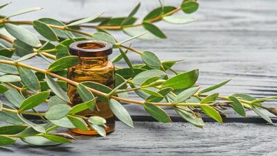 مهم‌ترین چالش‌های پیش روی صنعت گیاهان دارویی