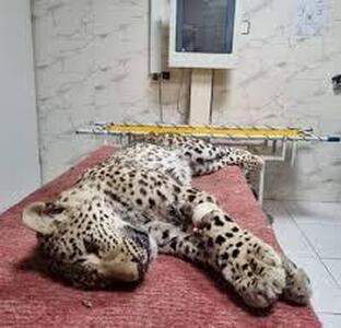 انتقال پلنگ زخمی از ارتفاعات کرج به مرکز درمانی