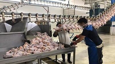۹۴ درصد واحدهای صنعت طیور چهارمحال و بختیاری به چرخه تولید بازگشتند