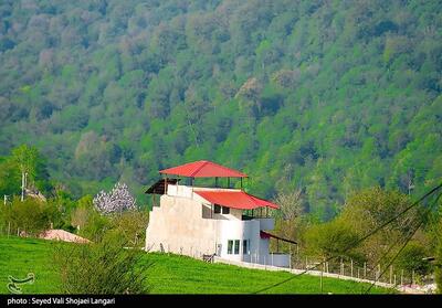 دستور ویژه رئیس سازمان بازرسی برای صیانت از جنگل‌های هیرکانی - تسنیم
