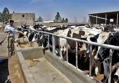 سمپاشی رایگان دام‌های عشایری قرچک - تسنیم