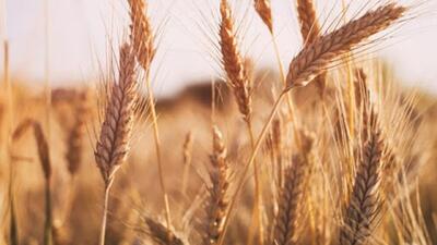 نرخ ۴ قلم کالای اساسی به زودی توسط شورای قیمت گذاری ابلاغ می‌شود