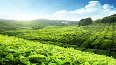 برگزاری نخستین جشنواره چای بهاره درگیلان