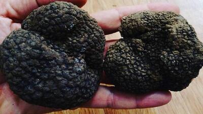 کشف و ضبط ۵ کیلوگرم قارچ ترافل درمنطقه جنگلی زرین گل علی آبدکتول