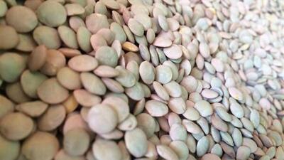 برداشت عدس در سطح ۳۷۰ هکتار از اراضی کشاورزی ایلام آغاز شد