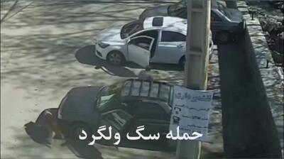 حمله سگ به دهیار روستای سینک / صاحب داشت یا ولگرد بود؟