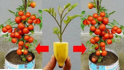 کاشت و برداشت خانگی؛ گوجه رو توی موز کاشتن بهش سیر زدن شده یه گلدون پر از گوجه فرنگی