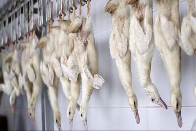 فرآوری اردک؛ سودآوری میلیارد دلاری از پرورش اردک برای بهره از گوشت و پر