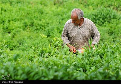 برداشت چای بهاره در گیلان- عکس خبری تسنیم | Tasnim