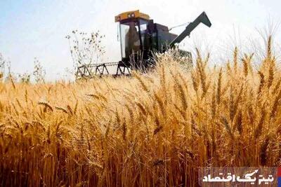 خبر جدید درباره پرداخت مطالبات گندمکاران/ قیمت واقعی گندم مشخص شد