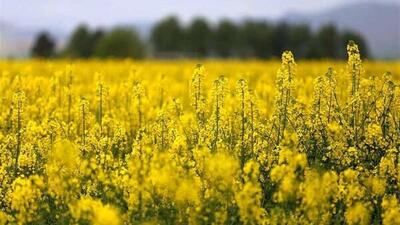 خرید تضمینی کلزا در گلستان از ۲۳ هزار تن گذشت