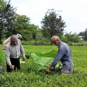 استاندار گیلان بر ضرورت تشکیل اتحادیه کارخانجات چای تاکید کرد