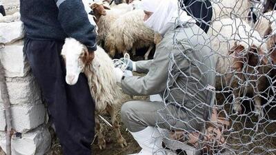 همه‌گیری بیماری تب برفکی در شهرستان ایوان واقعیت ندارد