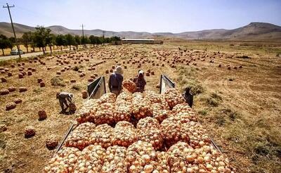 دپو هزاران تن پیاز در دمای ۴۵ درجه جنوب کرمان