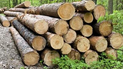 کشف 4 تن چوب قاچاق از کامیون بنز