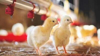 قیمت جدید جوجه یک روزه در بازار