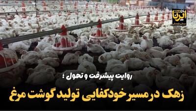 فیلم| زهک در مسیر خودکفایی تولید گوشت مرغ