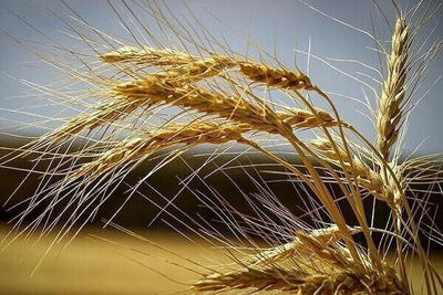 تعیین نرخ خرید تضمینی گندم ۱۴۰۵-۱۴۰۴ تا پایان خرداد