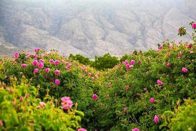 بام البرز میزبان جشنواره گلاب گیری جهادی